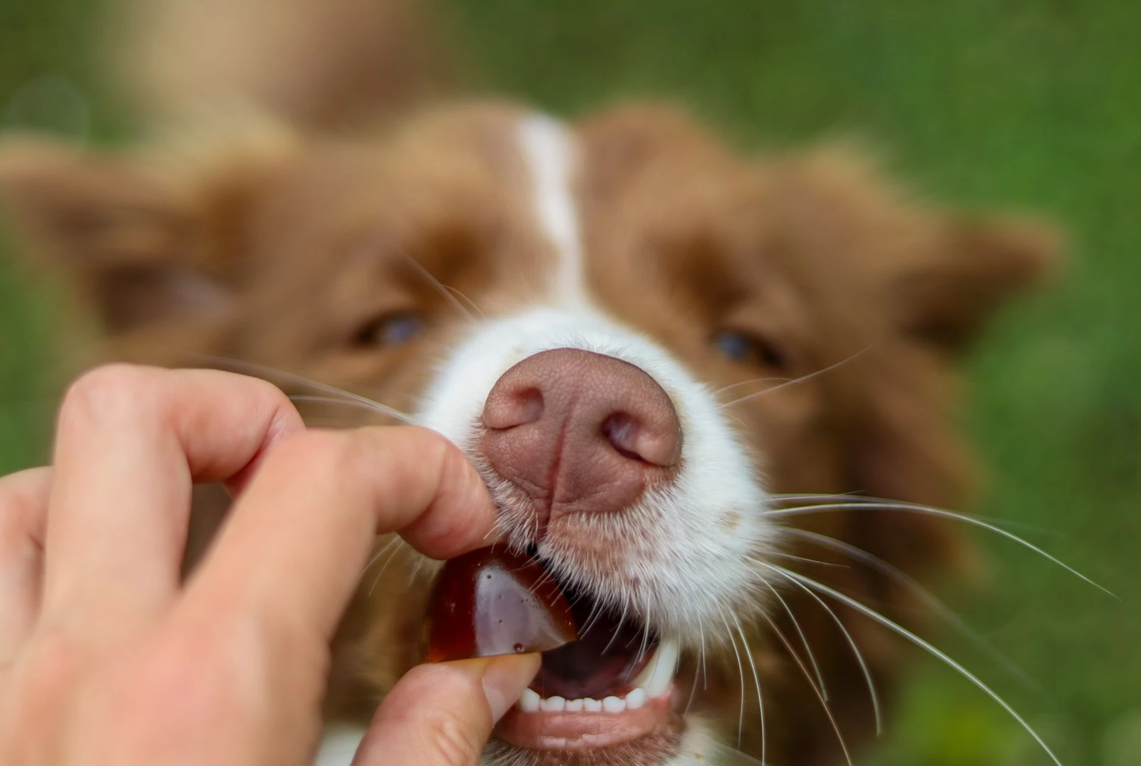 Vitamin za majhne pse CONTIPRO GELOREN, 180 g