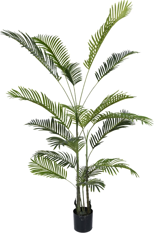 Dekorativna rastlina v loncu, zelena barva, Areca III, H180 cm