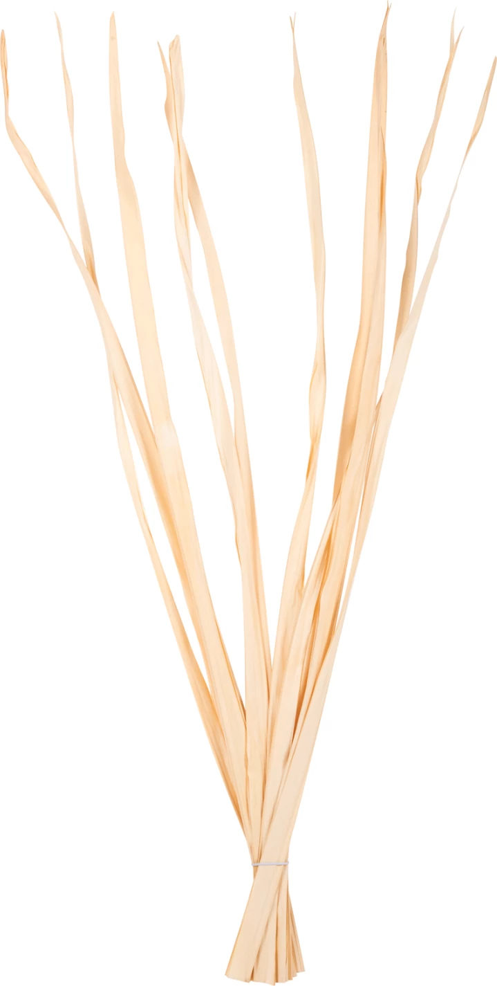 Dekorativni šopek iz posušenih listov meča FH7964 10 kosov naravni 120H cm