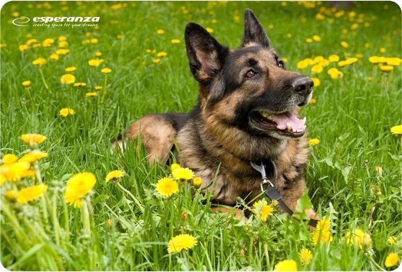 Podloga za miško Esperanza EA133