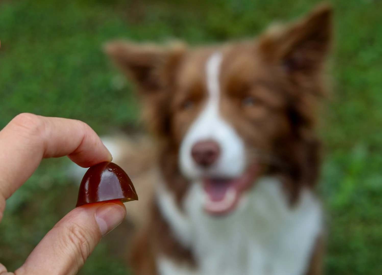 Vitamin za majhne pse CONTIPRO GELOREN, 180 g