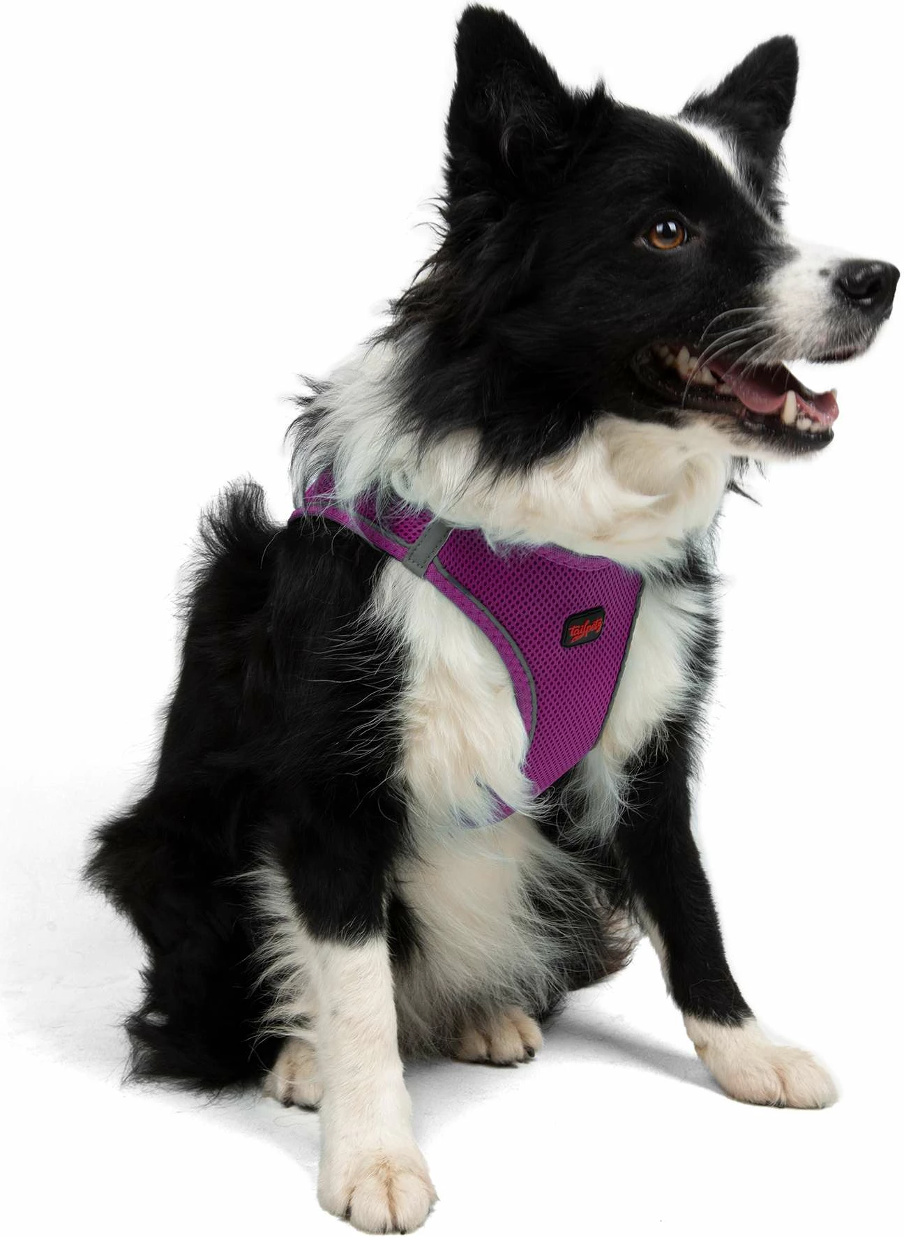 Oprsnica za psa Air-Mesh, vijolična, Paws & Whiskers