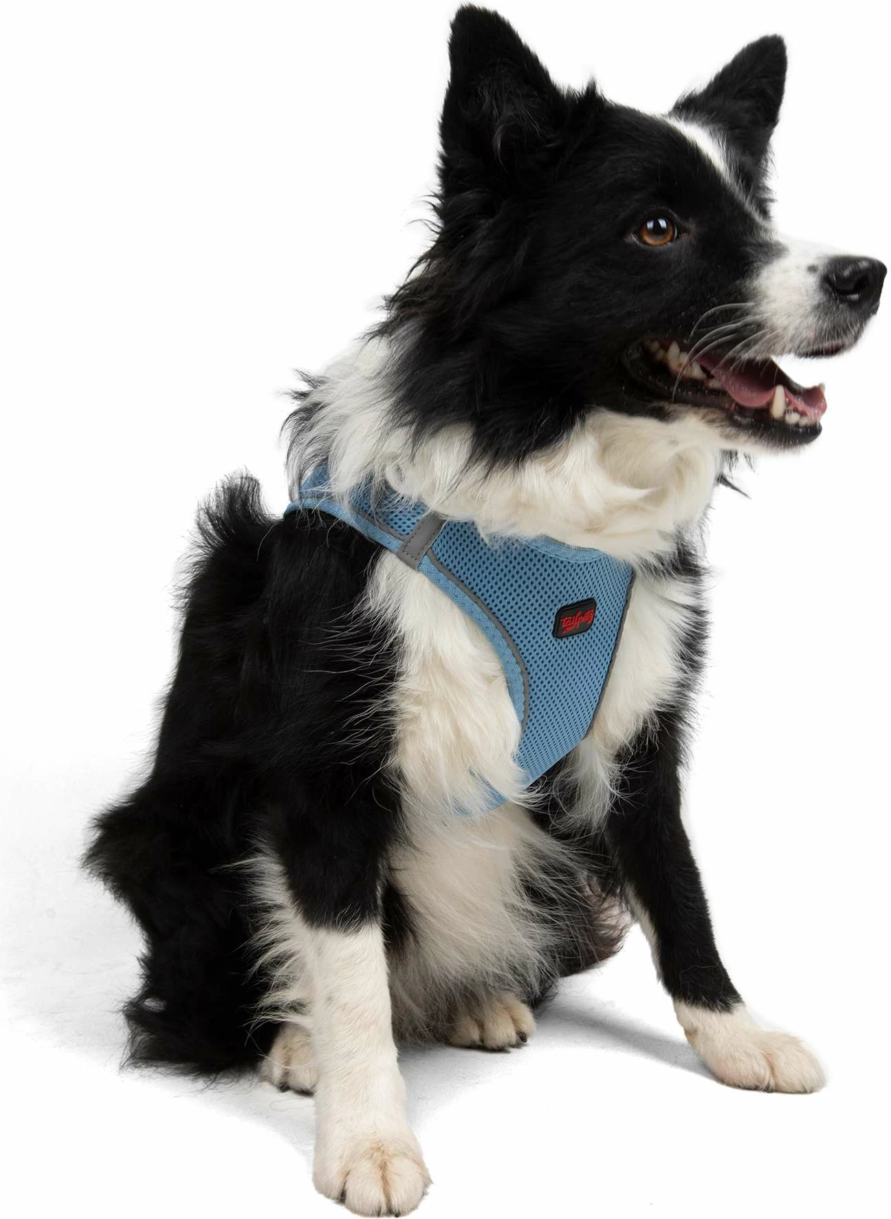 Oprsnik za psa Air-Mesh, modra, XL
