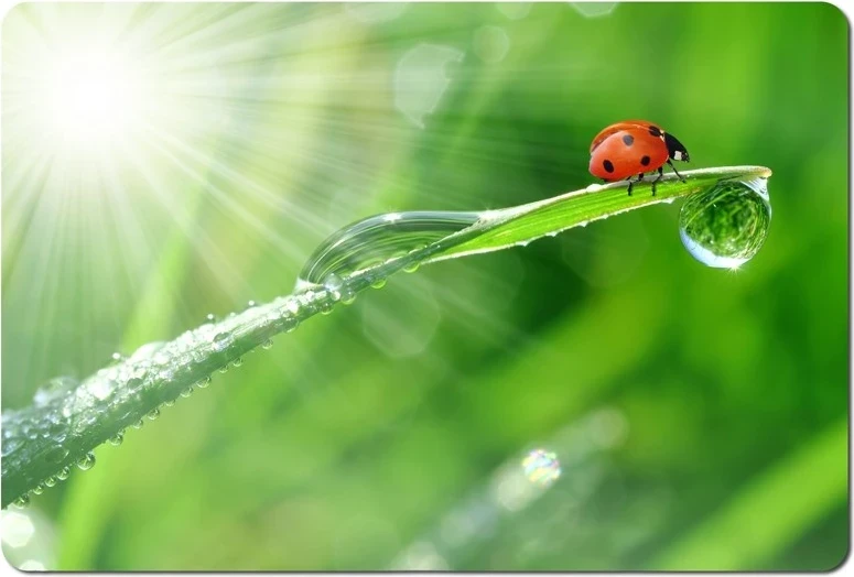 Podloga za miško Esperanza EA133