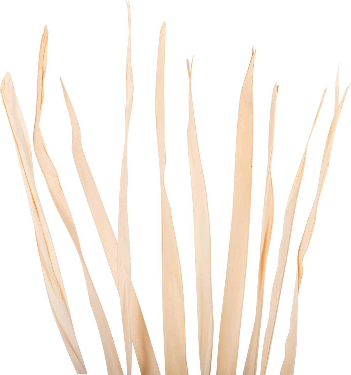 Dekorativni šopek iz posušenih listov meča FH7964 10 kosov naravni 120H cm